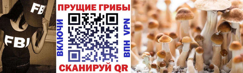 Псилоцибиновые грибы прущие грибы  купить закладку  Азнакаево 